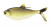 Мягкая приманка 13FISHING B.A.M.F. Shad 8"/ Gold Retriver