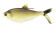 Мягкая приманка 13FISHING B.A.M.F. Shad 8"/ Gold Retriver